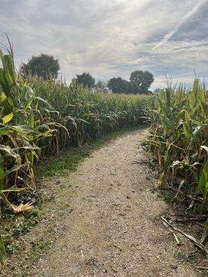 Corn maze