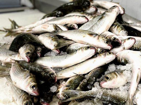 Tarpon Dock Seafood Market