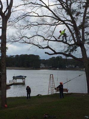 Safety removing a dead limb.