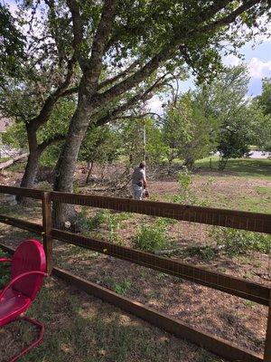 Trimming trees