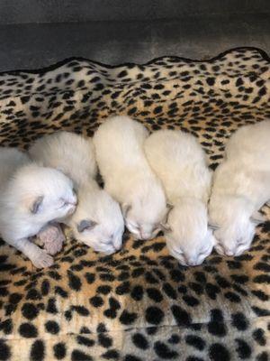 Baby Ragdoll kittens