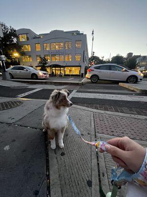 Miniature Australian Shepherd