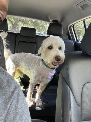 Beignet fresh out the groomers!