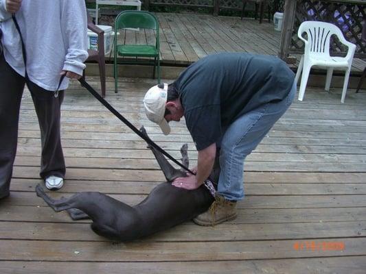 Our dog loves Tara so much she falls at Tara's feet when she sees her!