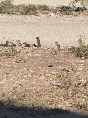 Baby Antelope Squirrels are so fun to watch!