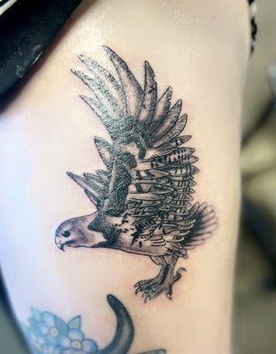 Hawk. (Cover up)