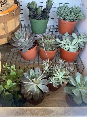 Succulents