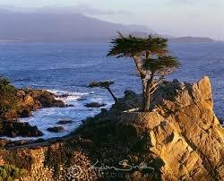 The Lone Cypress in Pebble Beach