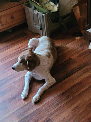 Sandy 17yr old pointer (blind in one eye and not hearing so great)