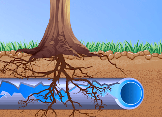 Tree Root Pipe Penetration