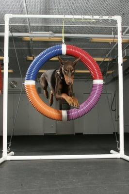 Agility Tire Jump