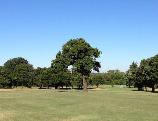 Lone oak challenges the tee shot in number seven fairway.