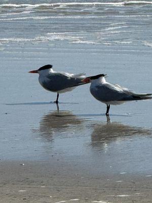 Walking Butler Beach  Good Morning my new feathered friends!. O I didn't get their names lol