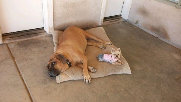 My Mastiff Opie & my yorkie Mía