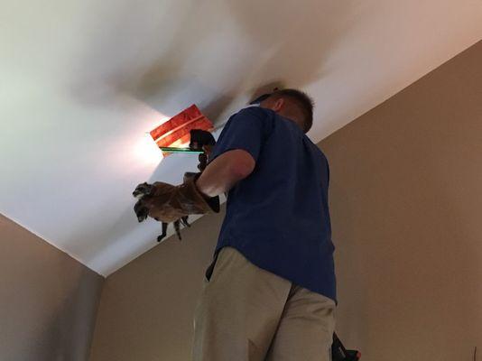 Raccoons being removed from a customer's ceiling.