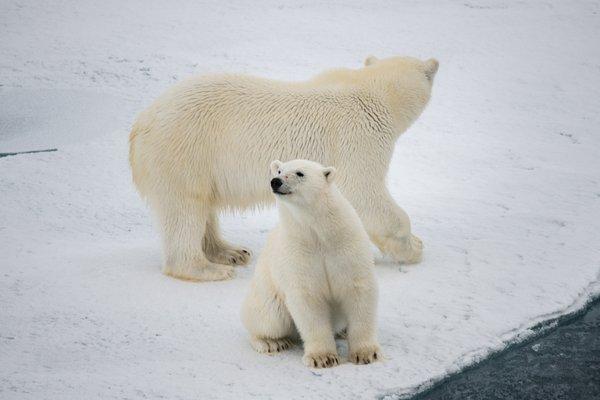 So many Polar Bear sightings during our North Pole Cruise on Ponant 2022!