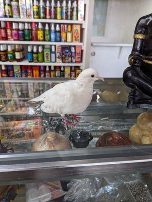 This white dove just hangs around the shop