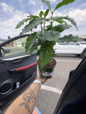 Coffee plant to match my tattoo!