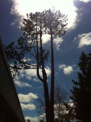 Weiss Pine Tree Coming Down.