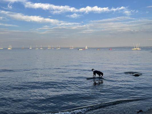 Larchmont Doggie Beach