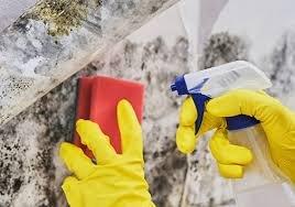 Mold Remediation