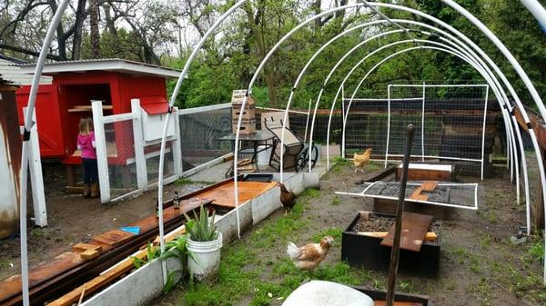 The ladies checking out the new digs. We ended up with 2 gold laced wyandotte, 2 ameraucana and a buff orpington