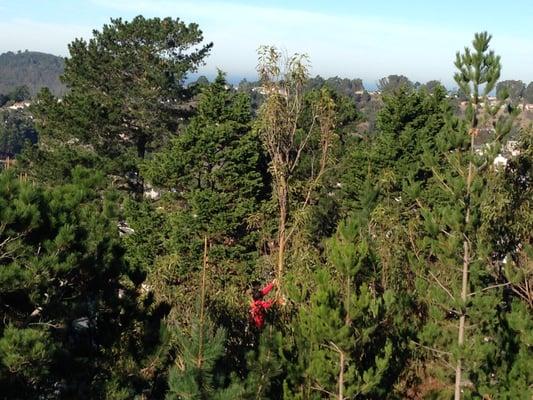 Steve McNicoll climbing trees on Humboldt Court
Expert Climber and Rigger!!