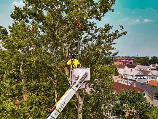 Rich Tree Service Inc