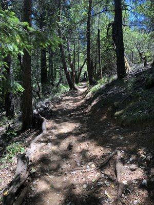 View of part of the trail through the trees