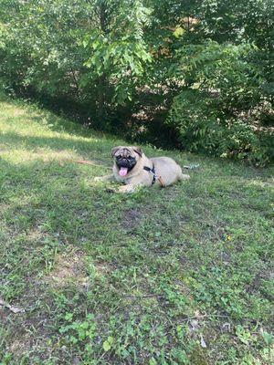 5 year old Pug feels grass for the first time and decides pretty fast that he likes it!