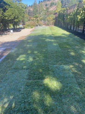 Sod/Grass install