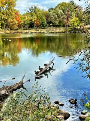 West Ridge Nature Preserve.       5801 N Western Ave, Chicago, IL  1mil Trial Loop. Peace Walk/Run Relaxing! Cool!