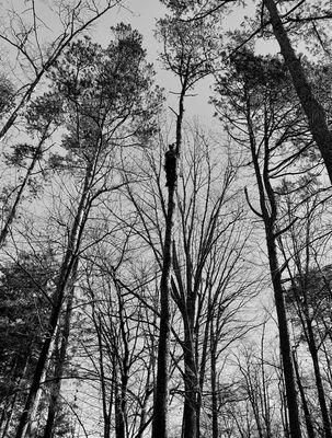 One of our climbers doing a tree removal.