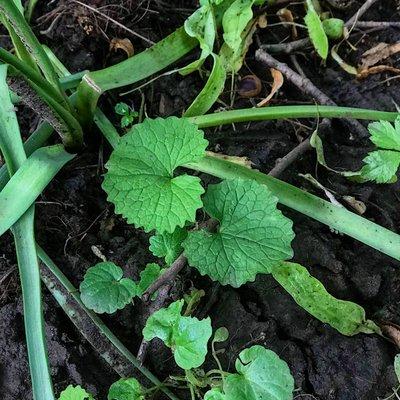 Eating for the Ecosystem