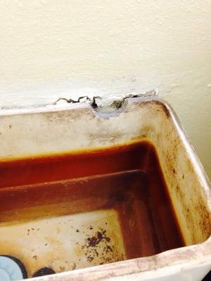 Mold in toilet eating through wall