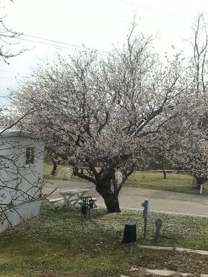 Spring blossoms