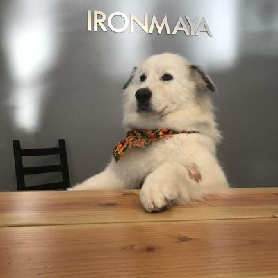 Ironmaya Pet Grooming in arcadia