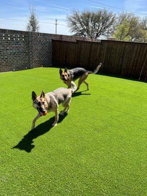 Layla and Piper checking out the new turf!