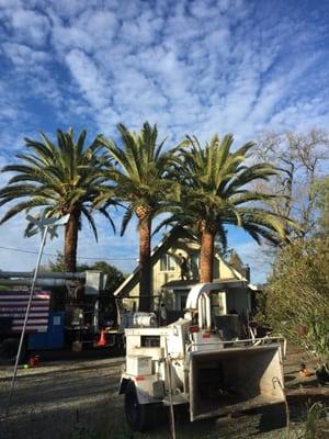 This is the after and completed photo of three Palms we pruned in Sonoma.  Our customer was very happy!