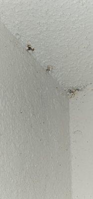 Roach droppings and trails on the ceiling