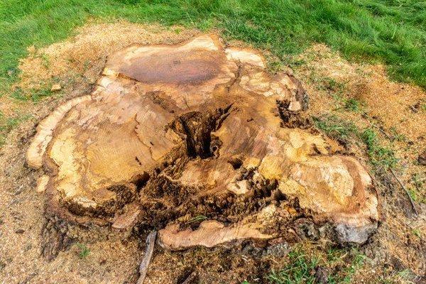 Stump Removal