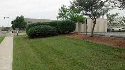 small tree, roses and shrub maintenance