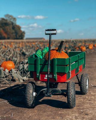 Picking Up Some Pumpkin's