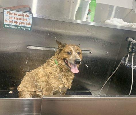 Dog bath