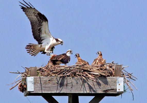 Great shots of osprey - depends on season