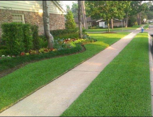 Memorial Area in Houston, TX.. Removed dated shrubs on the side and maintaining the green grass is a must..