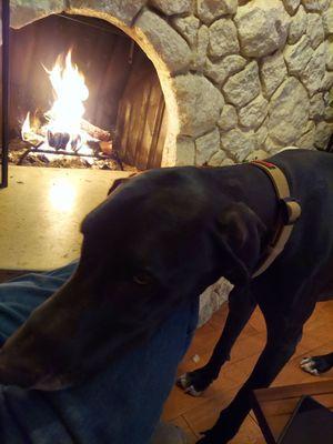 Odin loves that we have more fire wood for the season...Thank You Big Ron's