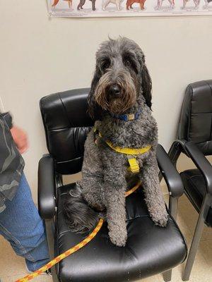 Jax patiently waits to see Dr. Barrett