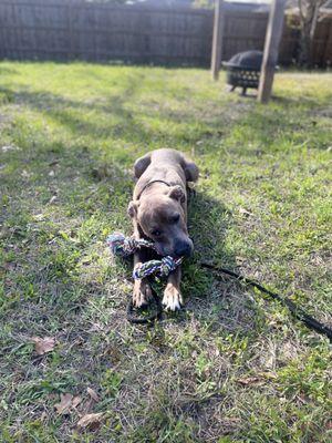 Cooling in the partial shade, chewing on my toy. Life is good :)