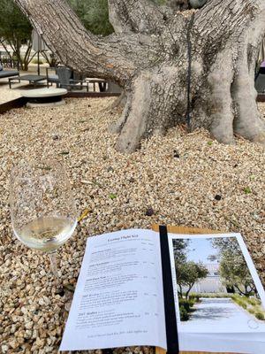 Olive trees galore over outdoor seating